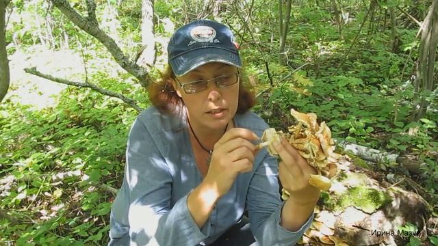 Чешуйчатка обыкновенная. Все подробно о грибе. scaly смотреть онлайн