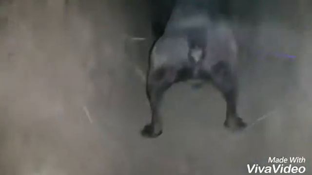 Акжолтой против барсука смотреть онлайн