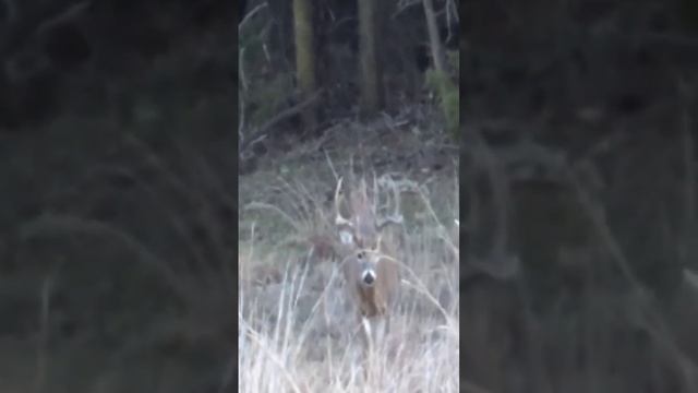 Whitetail Buck of the Future #shorts #deer #bucks #hunting