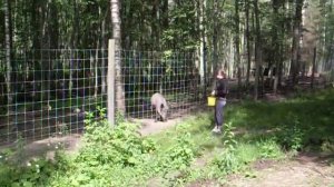 Злой кабан.AVI