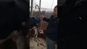 тепадиган сигирларни ювоштириш