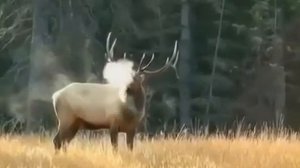 Благородный олень (МАРАЛ) Рёв. Noble deer. (Roar)