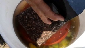 Малосольный из зелёного болгарского перца.Կանաչ պղպեղի թթու։