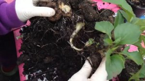 Результат черенкования георгин