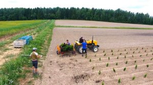 Посадка туи в поля