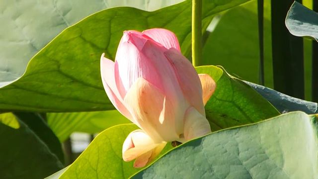 2016=07=07 ЛОТОС 9= смотреть онлайн