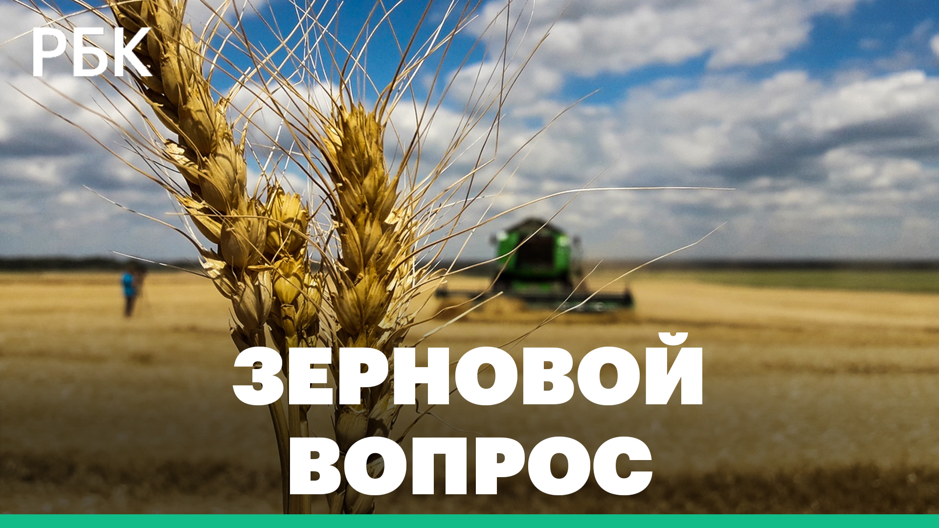 Пшеница таня. Пшеница сорт Ахмат. Озимая пшеница Юка колосок. Пшеница Безостая 1.