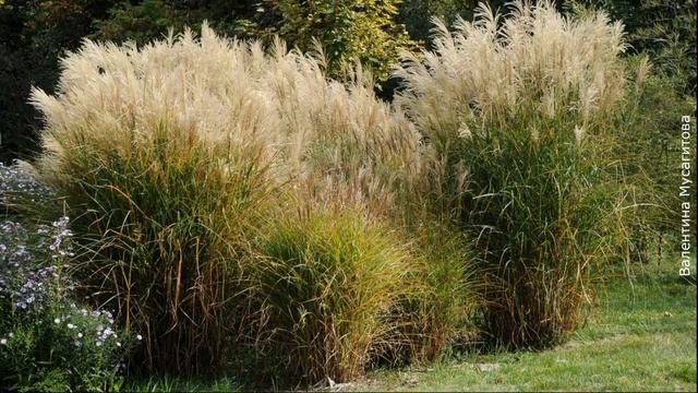 ❀ Самые эффектные многолетники с красивыми листьями: условия выращивания