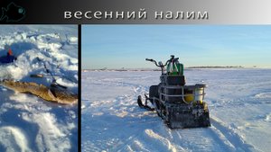Налим, еще налим! Апрельские жерлицы.mp4