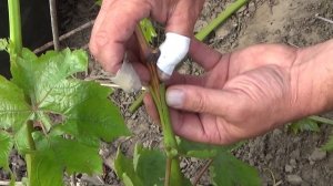 Прививка винограда "черным в зеленое"