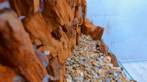 Хамелеон. Как сделать идеальный террариум для йеменского хамелеона. DIY terrarium for the chameleon.