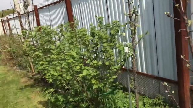 Моя любимая дача 4 мая 2018 г. Сад оживает. Посадила сливу. Ура-сирень будет цвести! смотреть онлайн