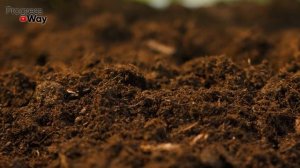 Когда сажать картофель? Не пропустите подходящий момент!