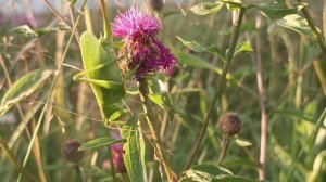 Красивое стихотворение про природу