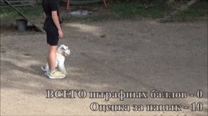 Цвергшнауцер Вегас, экзамен по общему курсу дрессировки (ОКД) 26 08 2023