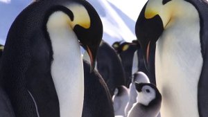 семья пингвинов