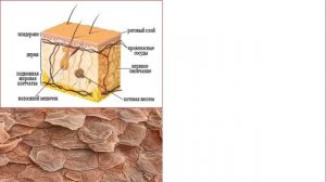 Урок №26 "Строение и функции кожи. Терморегуляция"
