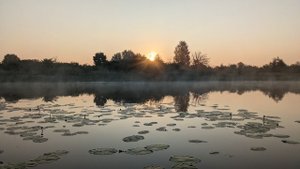 Ни хвоста ни чешуи...