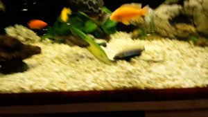 Как малавийские цихлиды едят огурец+отсадник для мальков