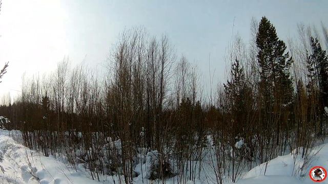 Шикарная охота на зайца . Наконец-то добыли зайца. смотреть онлайн