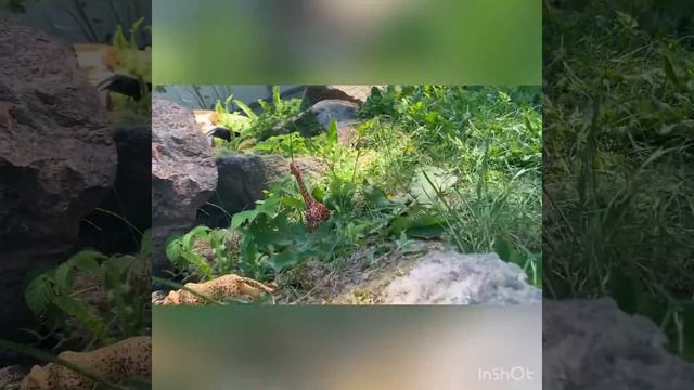 Дикая савана с моими любимыми игрушками шляйх смотреть онлайн