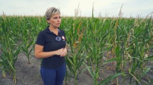 Фосфор в питании кукурузы: признаки недостатка и избытка  | Растениеводство | Культиватор