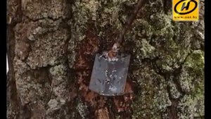 Березы плачут 2019: как правильно собирать березовый сок?