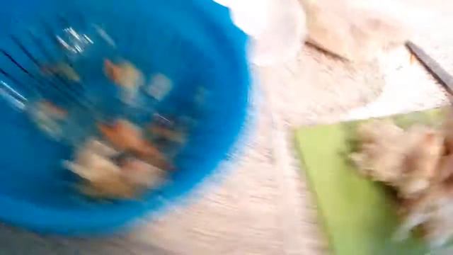 Щи из квашенной капусты. Исконно русское первое блюдо. смотреть онлайн