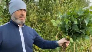 ? Скоростной, минутный, а значит лучший, способ вязки веников. Изолентой. От Чемпиона РФ по Бане!