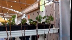 Туламин, Туламін, Tulamen. Малина, Raspberry