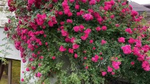 Плетистая роза