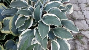 #hosta #RegalSplendor #хоста #РегалСплендор/Хоста Регал Сплендор(лат.hosta Regal Splendor). Цветени