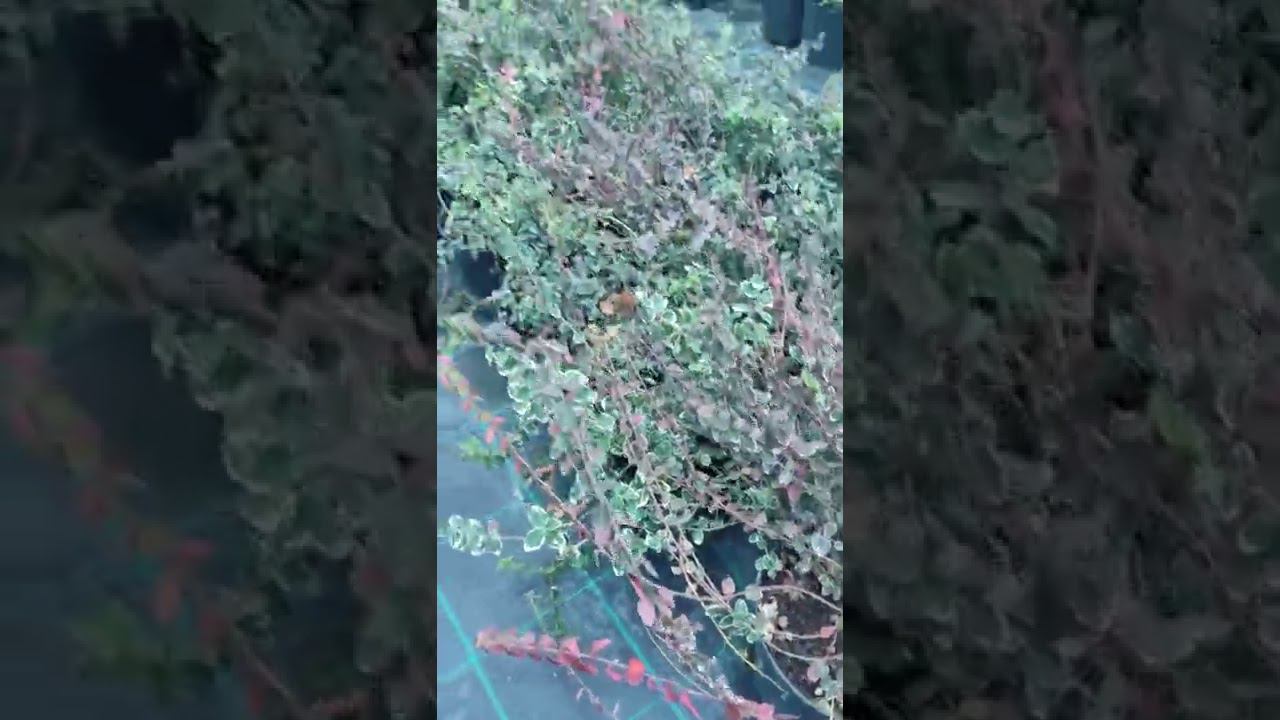 покраснение бересклета форчуна это нормально.