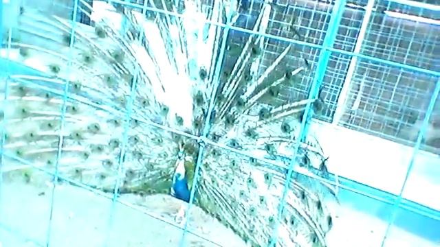 Прекрасный Павлин!!!!!! смотреть онлайн