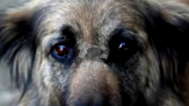 Собачий ангел