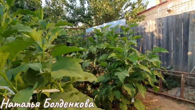 Что растет в жаре》Готовлю в гостях》Посиделки смотреть онлайн