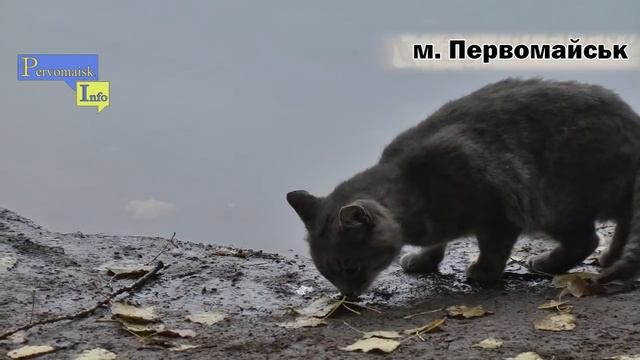 В Первомайську зарибили озеро в мікрорайоні "Фрегат" (Первомайск Инфо)