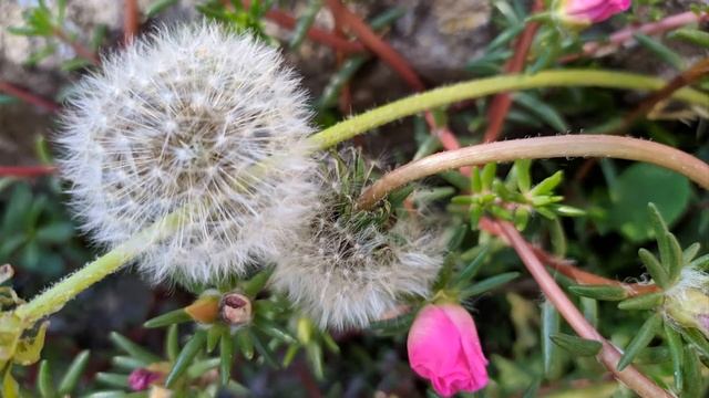 Танго де ла цветочче смотреть онлайн