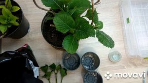 Размножение гортензии.