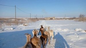 У козы проблема, выпадение...