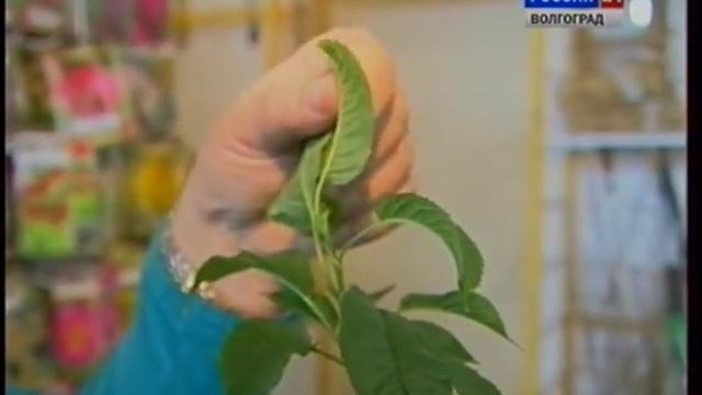 Весенняя посадка плодовых деревьев.