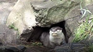 Кто такие Выдры и 7 Причин не заводить Выдру дома!