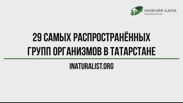 29 самых распространённых групп организмов в Татарстане на iNaturalist