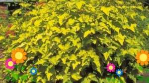 Пузыреплодник калинолистный Лютеус. Краткий обзор, описание physocarpus opulifolius Luteus