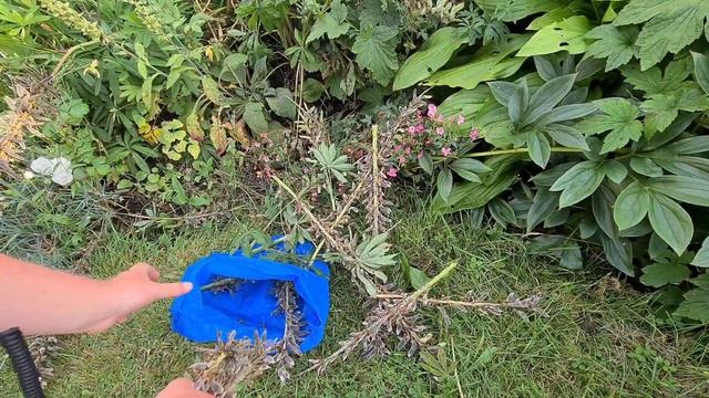 How to collect lupin seeds смотреть онлайн