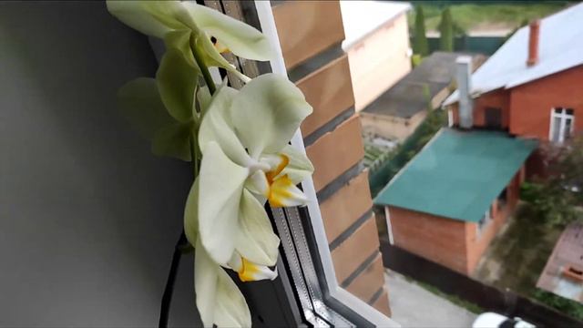 Обзор орхидей смотреть онлайн