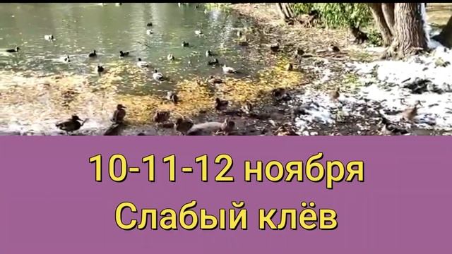 Прогноз клева рыбы на эту неделю с 7 по 13 Ноября Календарь рыбака на ноябрь Лунный прогноз клева смотреть онлайн