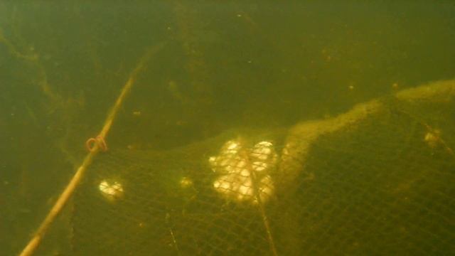 Смотри что попало в раколовку! Ловля раков весной, проверяем ятеря стояли 14 дней! смотреть онлайн