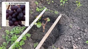 Виноград Памяти учителя, Велес, Гелиодор, Бианка, Клубничный, Дюжина, Амурский