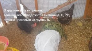 Крапива - замечательная подкормка куриц зимой